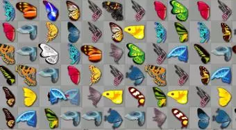 Schmetterling Kyodai