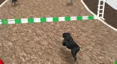 Dog Simulator 3D