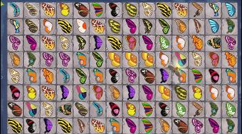 Schmetterling Kyodai